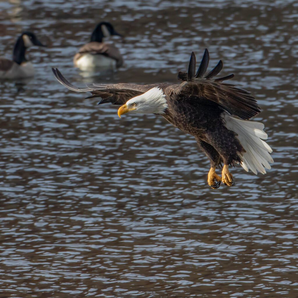 Bald Eagle Watching